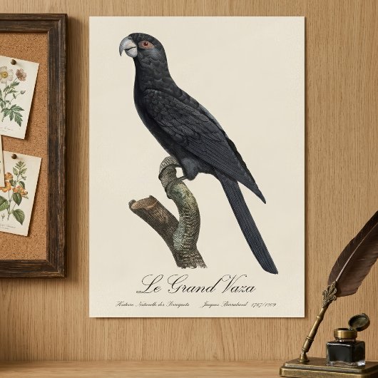 コリデウス・ヴァサ・インコ、コリデウス・ヴァサのイラスト ポスター
