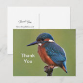 コリブリの感謝のハガキ ポストカード (正面/裏面)