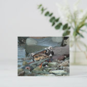 コリムシリグチ ポストカード (スタンド正面)