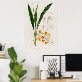 コリョウシュンラン (Alpinia nutans) ポスター (ホームオフィス)