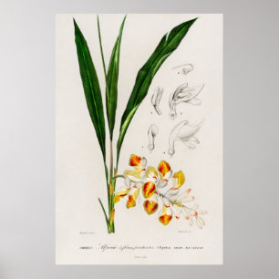 コリョウシュンラン (Alpinia nutans) ポスター