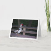 コリントアカガモの肖像 カード (正面)