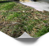 コリーの子犬 ポスター (角)