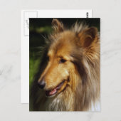 コリードッグ写真 ポストカード (正面/裏面)