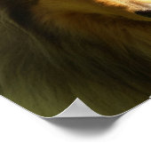 コリーラシドッグプリント ポスター (角)