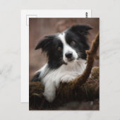 コリー素晴らし縁どポートレート ポストカード (正面/裏面)