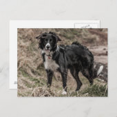 コリー縁どはがき ポストカード (正面/裏面)