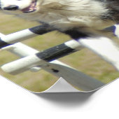 コリー縁どアジリティのポスター ポスター (角)