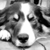 コリー縁どス キャンバスプリント