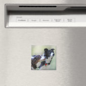 コリー縁どス マグネット (インサイチュ (食洗機))