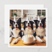 コリー縁どズ、犬の誕生日カード、犬 招待状 (正面/裏面)