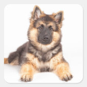 コリー縁どド・ジャーマンシェパード・ミックス スクエアシール (正面)
