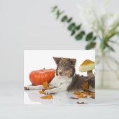 コリー縁どハロウィーン ポストカード (スタンド正面)