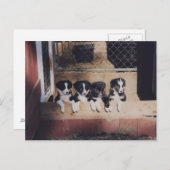 コリー縁どパパイドグポストカードの砂 ポストカード (正面/裏面)