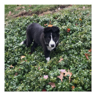 コリー縁どパピーのポスター ポスター