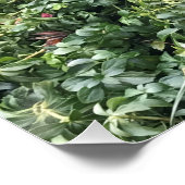 コリー縁どパピーのポスター ポスター (コーナー)