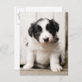 コリー縁どパピー ポストカード (正面/裏面)