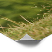 コリー縁どパンティン立ち ポスター (角)