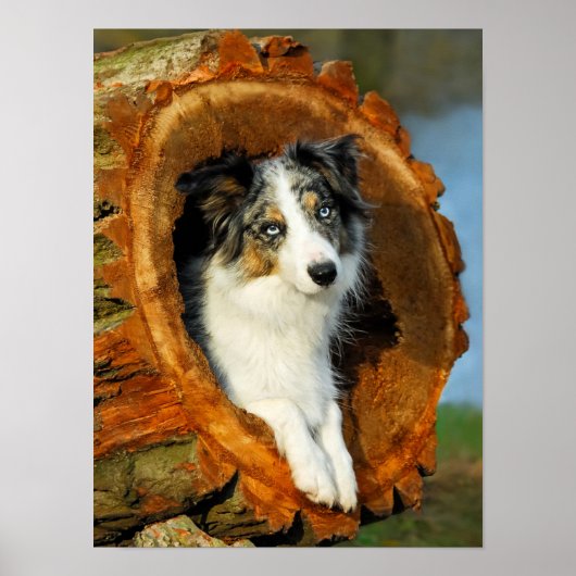 コリー縁どブルーメルル犬ポートレート写真 –  ポスター (正面)