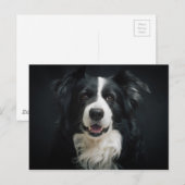 コリー縁どー ポストカード (正面/裏面)