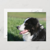 コリー縁ど子犬の伏せ方 ポストカード (正面/裏面)