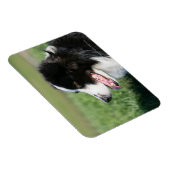 コリー縁ど子犬の伏せ方 マグネット (右側)