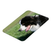 コリー縁ど子犬の伏せ方 マグネット (左側)