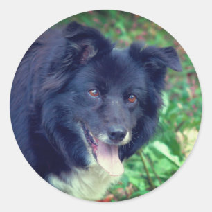 コリー縁ど笑顔の犬 ラウンドシール