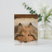 コリー葉書 ポストカード (スタンド正面)