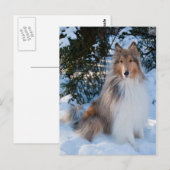 コリー葉書 ポストカード (正面/裏面)