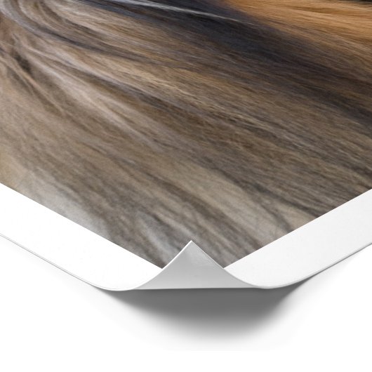 コリー顔 ポスター (角)