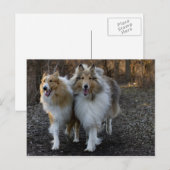 コリー・ブディーズ ポストカード (正面/裏面)