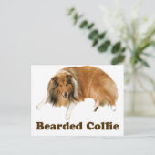 コリー ポストカード (スタンド正面)