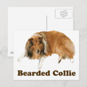 コリー ポストカード (正面/裏面)