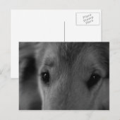 コリー ポストカード (正面/裏面)