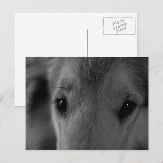 コリー ポストカード (正面/裏面)