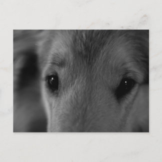 コリー ポストカード