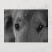 コリー ポストカード (正面)