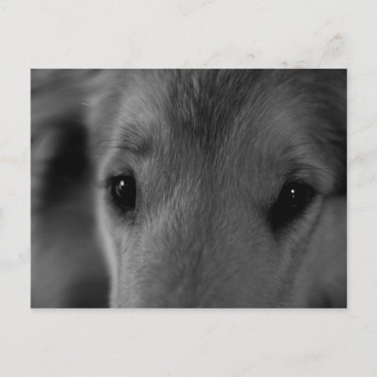 コリー ポストカード (正面)