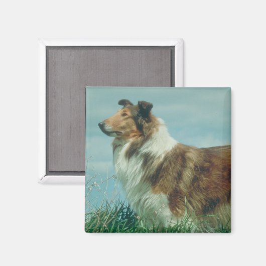 コリー マグネット (正面/裏面)