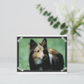 コリー-16 ポストカード (スタンド正面)