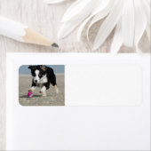 コリ縁どーのワンランニングピーのビーチのおもちゃつき ラベル (インサイチュ)