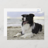 コリ縁どーパピー犬恋しく思 – こんにちは ポストカード (正面/裏面)