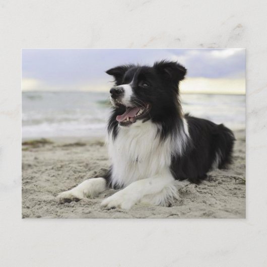 コリ縁どーパピー犬恋しく思 – こんにちは ポストカード (正面)