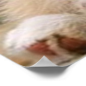 コリ縁どーパピー～ゴールデンオズレッド ポスター (角)