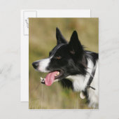 コリ縁どーパンティングヘッドショット2 ポストカード (正面/裏面)