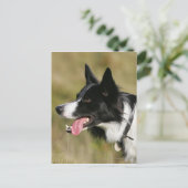 コリ縁どーパンティングヘッドショット2 ポストカード (スタンド正面)