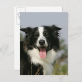 コリ縁どーパンティンヘッドショット1 ポストカード (正面/裏面)