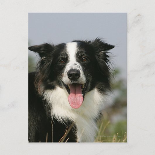 コリ縁どーパンティンヘッドショット1 ポストカード (正面)