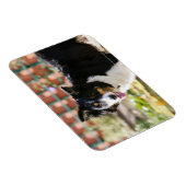 コリ縁どーパンティン1 マグネット (右側)